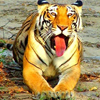 Real Bengal Tigers Of Sundarbans