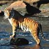 Roar Of Tigers of Sundarban