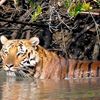 Stay With Tigers of Sundarban